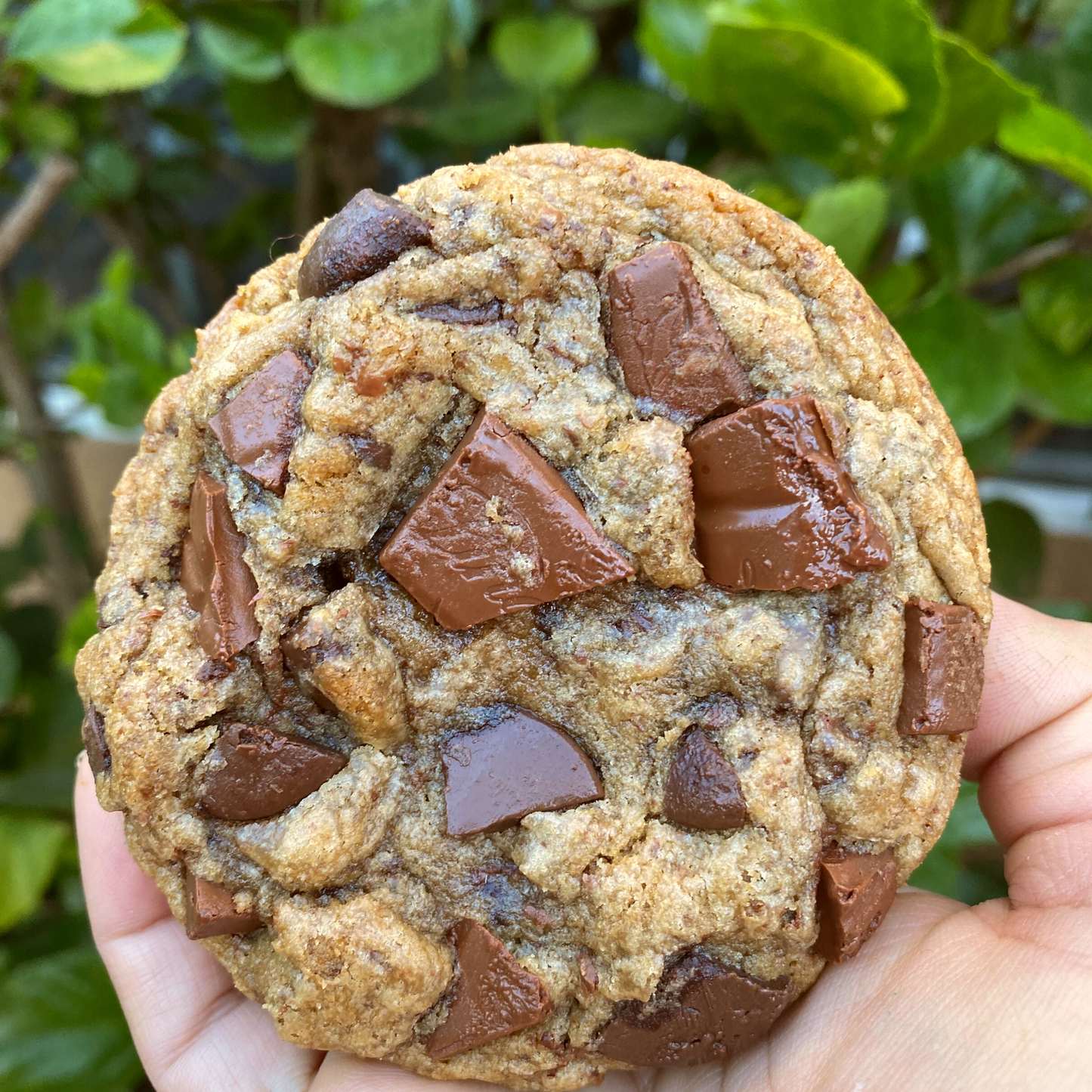 Chewy Chocolate Chunk Cookies